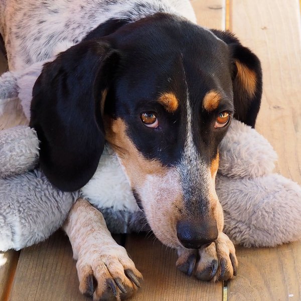 Sally, der Praxishund, liegt entspannt auf einem Fell